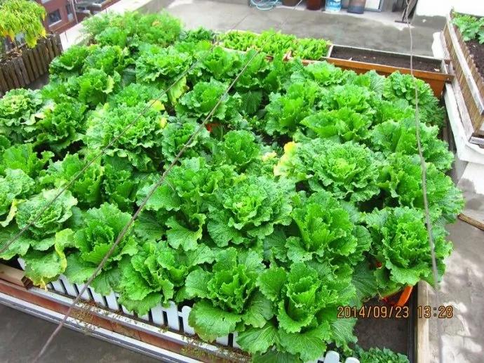 阳台种菜为什么会失败?