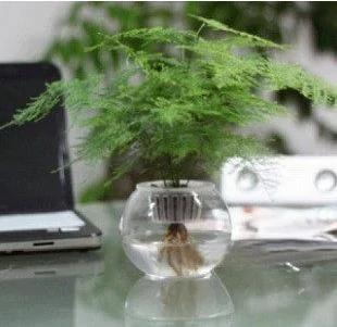 10款最适合放在办公桌上的绿色植物