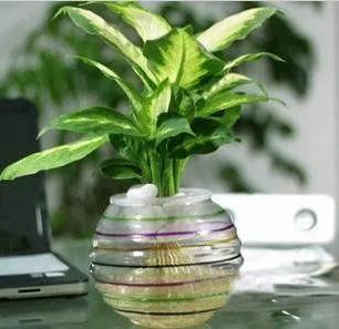 10款最适合放在办公桌上的绿色植物