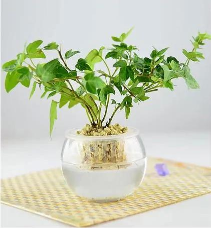 10款最适合放在办公桌上的绿色植物
