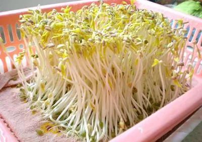 自己在家发豆芽 又长又嫩又新鲜