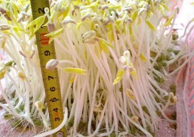自己在家发豆芽 又长又嫩又新鲜