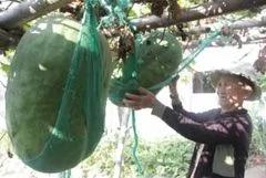 越南奇妙村落 种冬瓜颗颗巨大无比