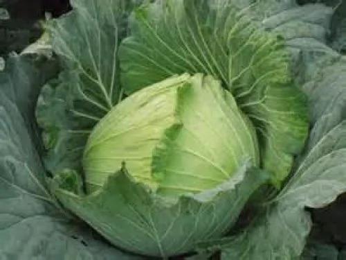 100%预防大肠癌5种救命食物