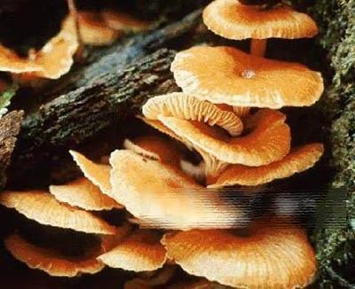 自然界十大意想不到的“杀手”