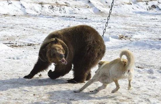 俄罗斯猎熊犬技能大赛:棕熊被锁 充当诱饵