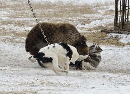 俄罗斯猎熊犬技能大赛:棕熊被锁 充当诱饵