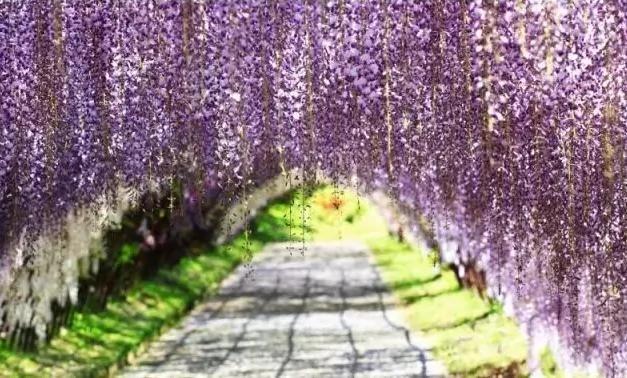 美得让人窒息 有生之年必去十大日本绝景