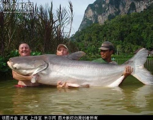 让人惊奇!千年的生物万年的精?