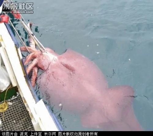 让人惊奇!千年的生物万年的精?