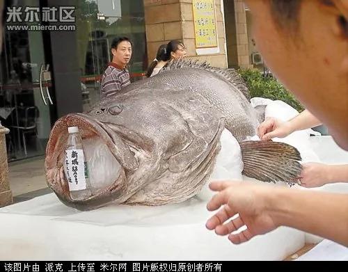 让人惊奇!千年的生物万年的精?