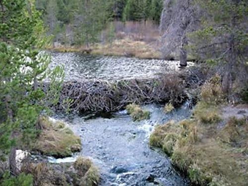 自然界神奇的“建筑师”