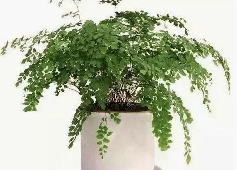 换掉家里坏空气 在家养这些花 全家更长寿