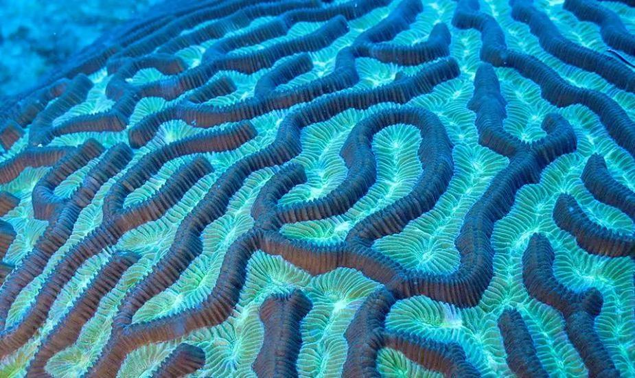 探索加勒比海海床:珊瑚成群 海鱼遨游