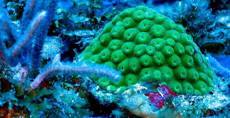 探索加勒比海海床:珊瑚成群 海鱼遨游