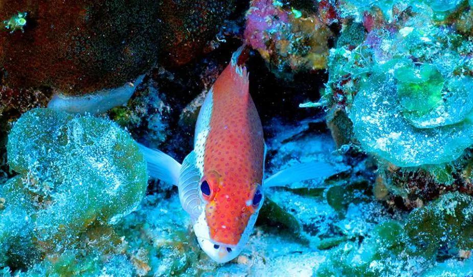 探索加勒比海海床:珊瑚成群 海鱼遨游