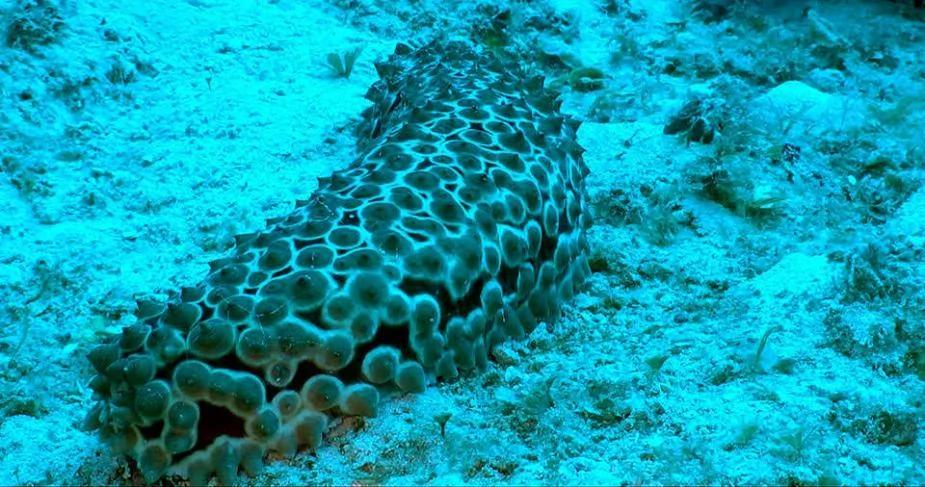 探索加勒比海海床:珊瑚成群 海鱼遨游
