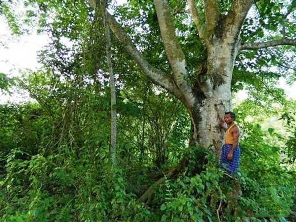 男子花36年造了座原始森林 养活成群老虎大象