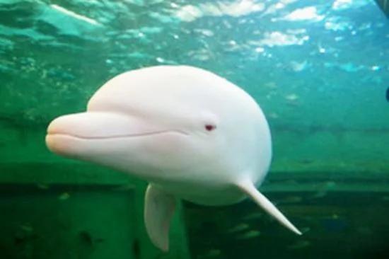 日本一水族馆白色海豚激动时通身变粉色