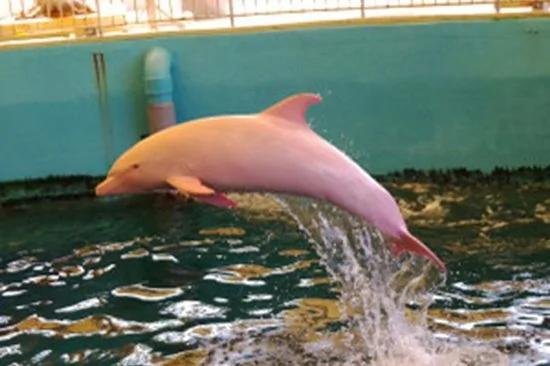 日本一水族馆白色海豚激动时通身变粉色