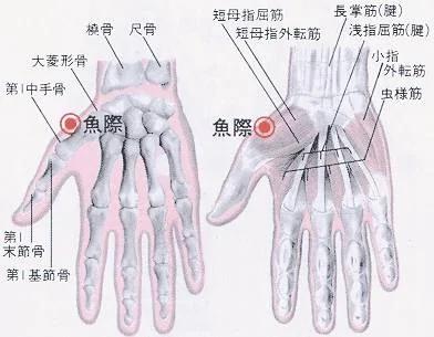 心臟不好的人 手掌有一個隨身攜帶的 救心丸