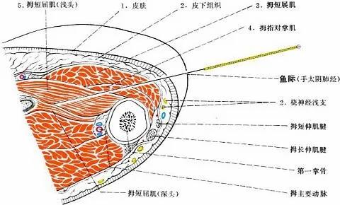 心臟不好的人 手掌有一個隨身攜帶的 救心丸