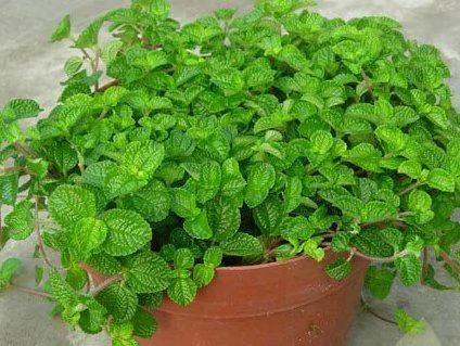 11种驱蚊植物 让你舒舒服服睡好觉