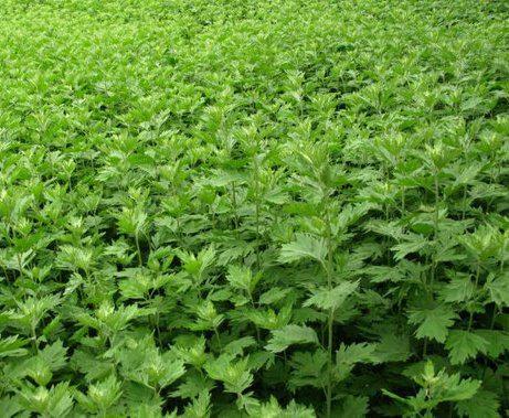 11种驱蚊植物 让你舒舒服服睡好觉