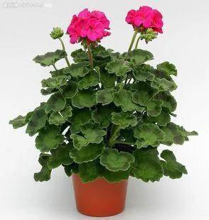 11种驱蚊植物 让你舒舒服服睡好觉