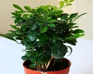 11种驱蚊植物 让你舒舒服服睡好觉