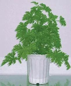 11种驱蚊植物 让你舒舒服服睡好觉