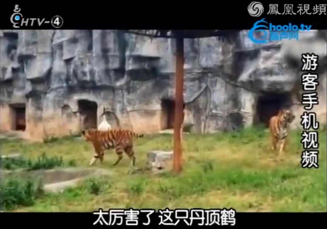 发情丹顶鹤坠入虎穴 张牙舞爪吓跑3只华南虎