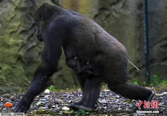 澳大利亚母猩猩遭凶残“家暴”吓哭参观小学生