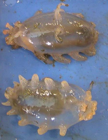 身怀毒素的海底萌物:海猪又圆又胖触角抓食