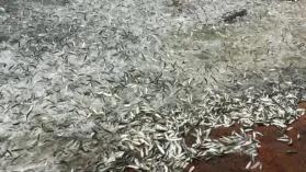 异象!香港赤柱数万条鱼跳上岸死亡