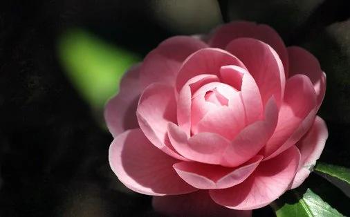 你是几月生?看看妳是什么花!超准!