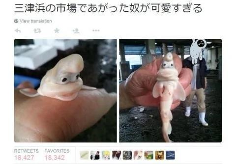 日本出现长相怪异又可爱的鱼