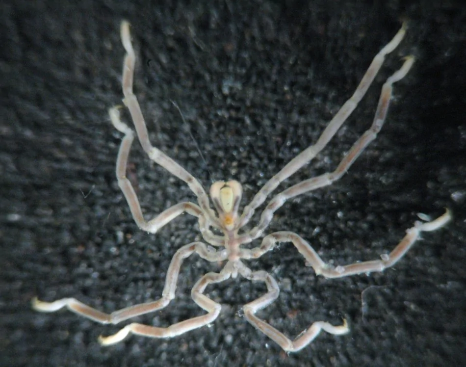 神秘而奇特的海蜘蛛 生殖器长在腿上 阿波罗新闻网