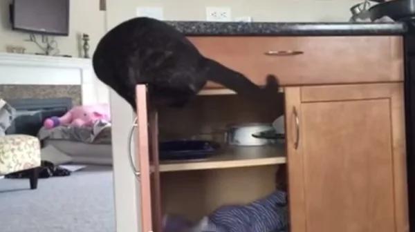 视频:老黑猫的恶作剧 让你哭笑不得!想必这个小宝宝得罪了牠...