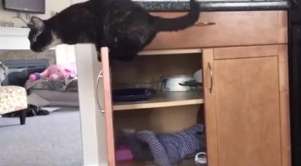视频:老黑猫的恶作剧 让你哭笑不得!想必这个小宝宝得罪了牠...