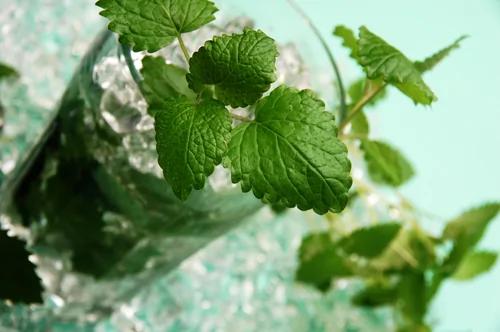 闻一下薄荷 马上-4℃