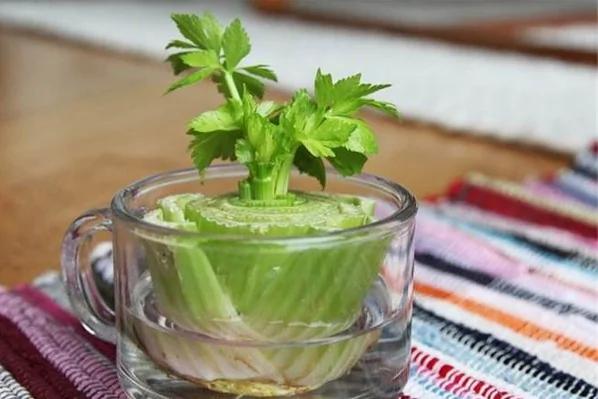 无毒农夫DIY 8种有机蔬菜自己在家栽