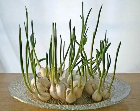 无毒农夫DIY 8种有机蔬菜自己在家栽
