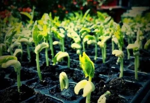 无毒农夫DIY 8种有机蔬菜自己在家栽