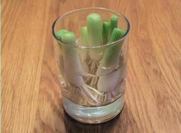 无毒农夫DIY 8种有机蔬菜自己在家栽