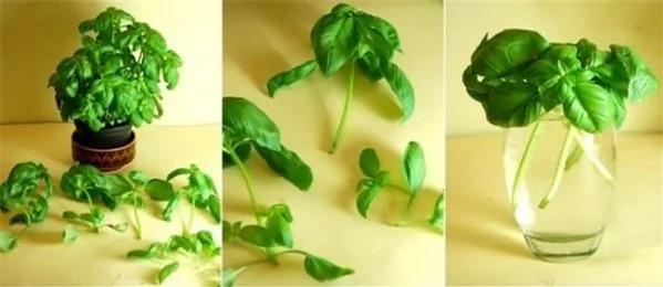 无毒农夫DIY 8种有机蔬菜自己在家栽