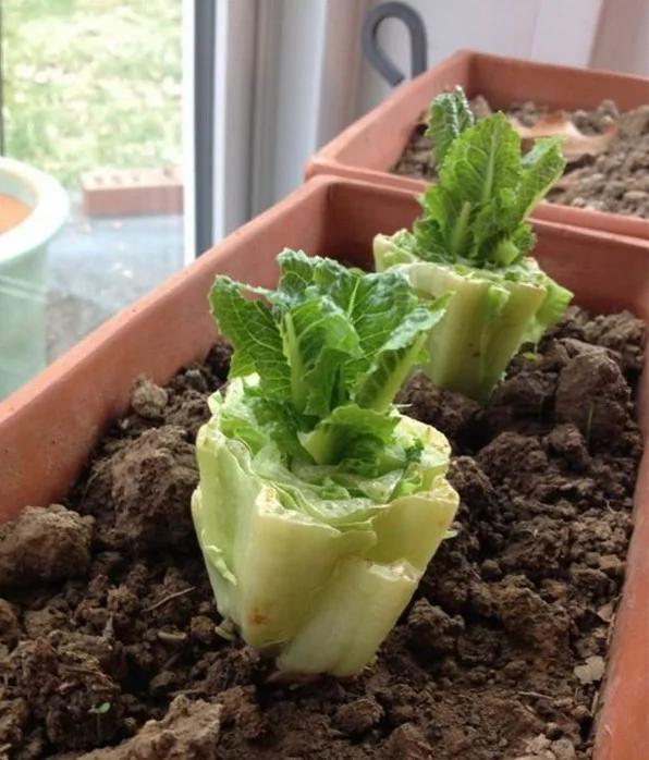 无毒农夫DIY 8种有机蔬菜自己在家栽