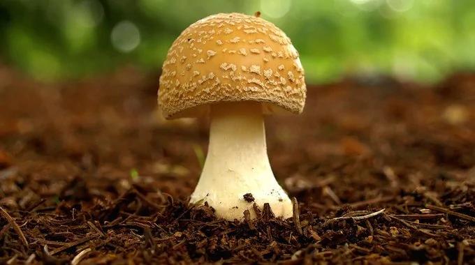 蘑菇容易富集重金属 不能多吃?