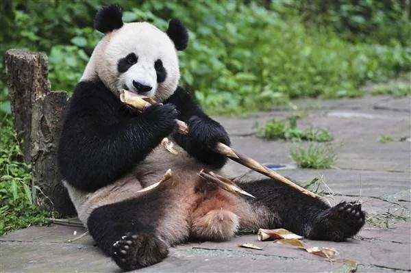 为什么大熊猫只吃竹子就能活下来