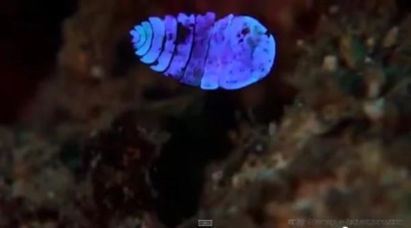 视频:科学家被这种高深莫测的神奇生物惊呆了